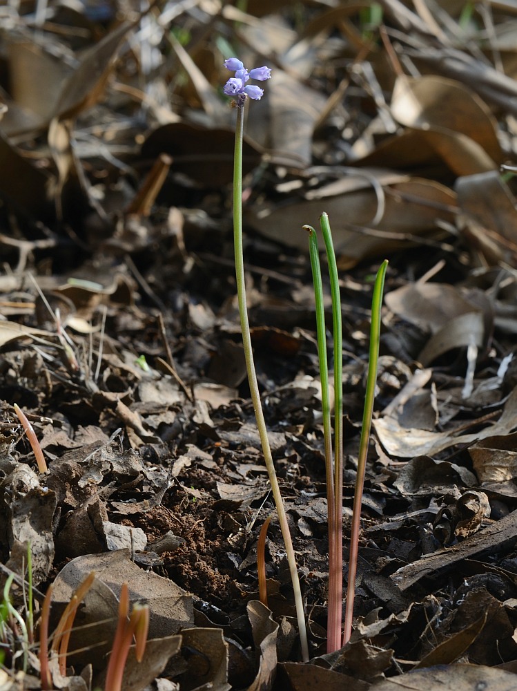 Image of Muscari parviflorum specimen.