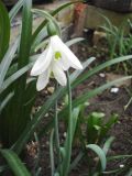 Galanthus cilicicus