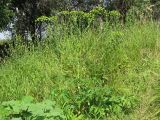 Heracleum sibiricum