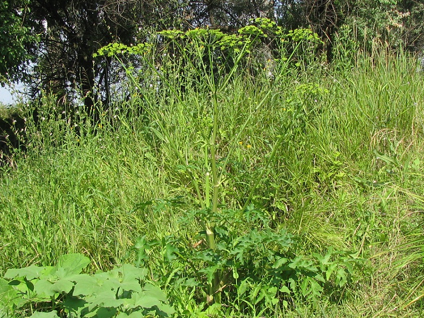 Image of Heracleum sibiricum specimen.