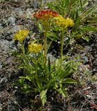 Patrinia sibirica