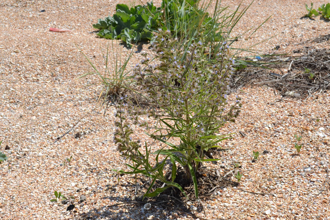 Изображение особи Echium biebersteinii.