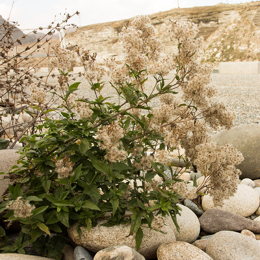 Изображение особи Eupatorium cannabinum.