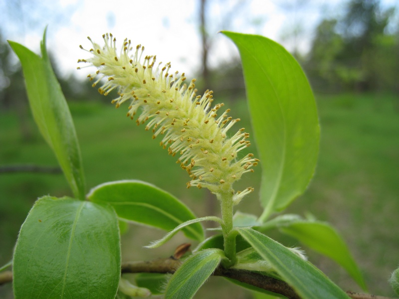 Изображение особи Salix euxina.
