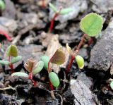 Melilotus albus. Проростки. Окр. Архангельска, свалка древесных отходов. 28.05.2012.