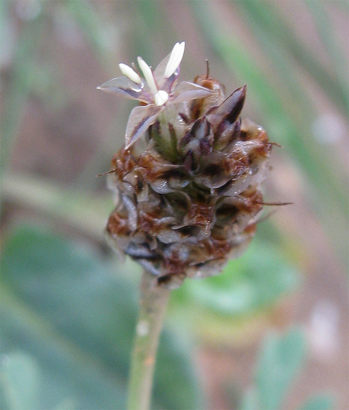 Image of Plantago ovata specimen.