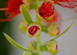 Callistemon phoeniceus