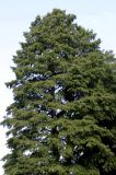 Taxodium distichum