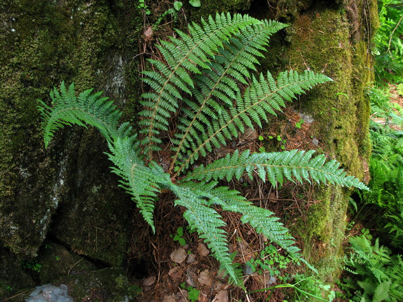 Изображение особи Polystichum braunii.