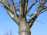 Prunus serrulata. Верхняя часть ствола и скелетные ветви кроны покоящегося дерева ('Kansan'). Германия, г. Кемпен, у детской площадки. 22.03.2013.