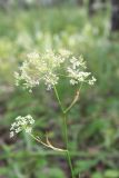 Pimpinella nigra