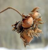 Image of taxon representative. Author is Евгений Спиваковский
