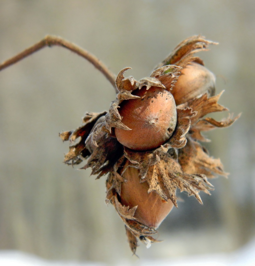 Изображение особи Corylus avellana.