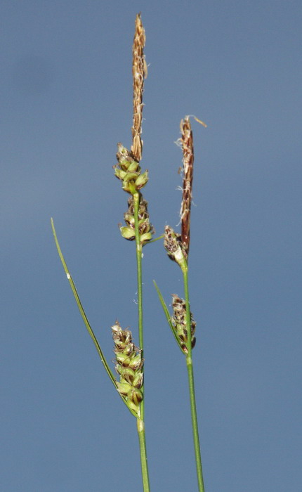 Image of Carex globularis specimen.