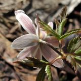 Anemone altaica