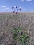 Salvia nutans