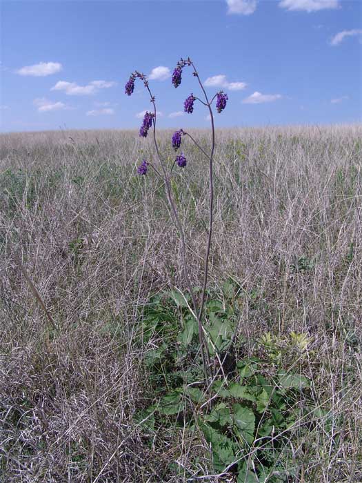 Image of Salvia nutans specimen.