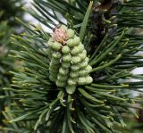 Pinus mugo