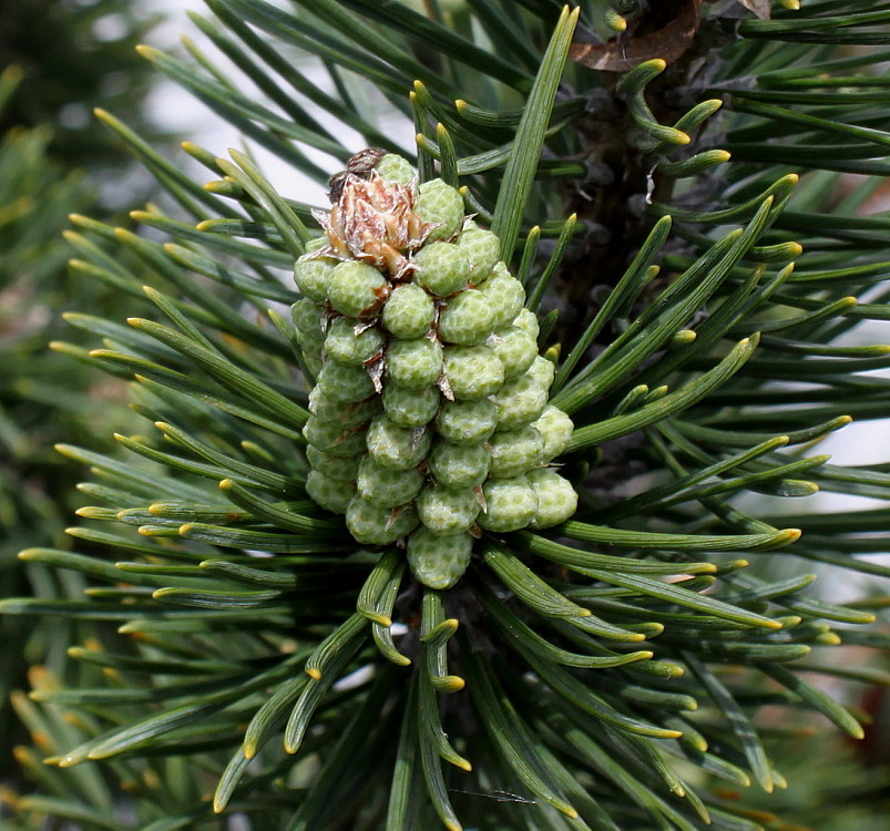 Изображение особи Pinus mugo.