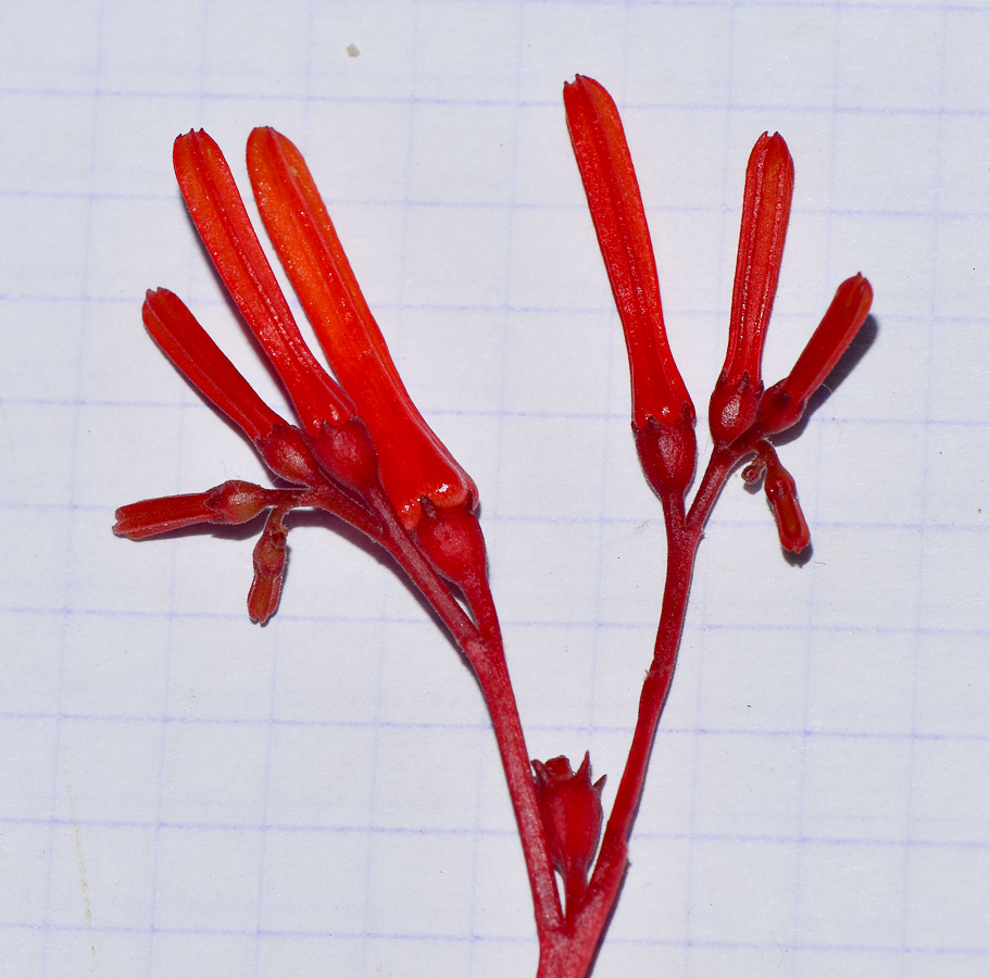 Image of Hamelia patens specimen.