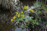 Caltha palustris