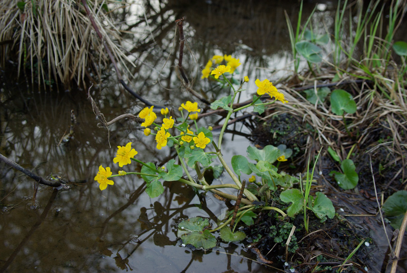 Изображение особи Caltha palustris.