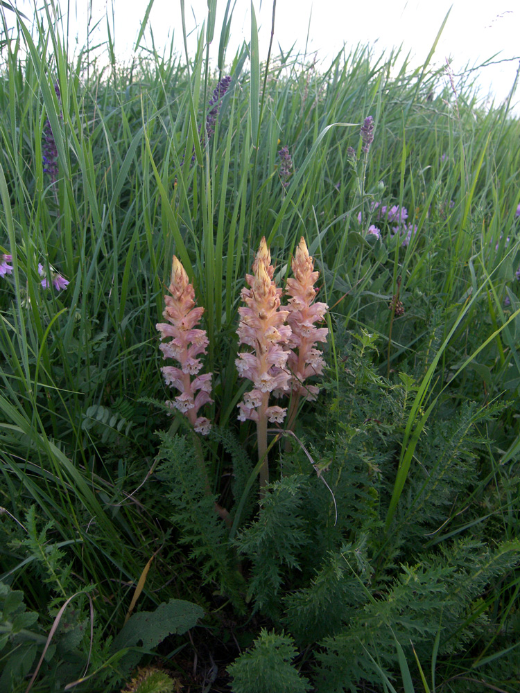 Image of Orobanche alba f. maxima specimen.