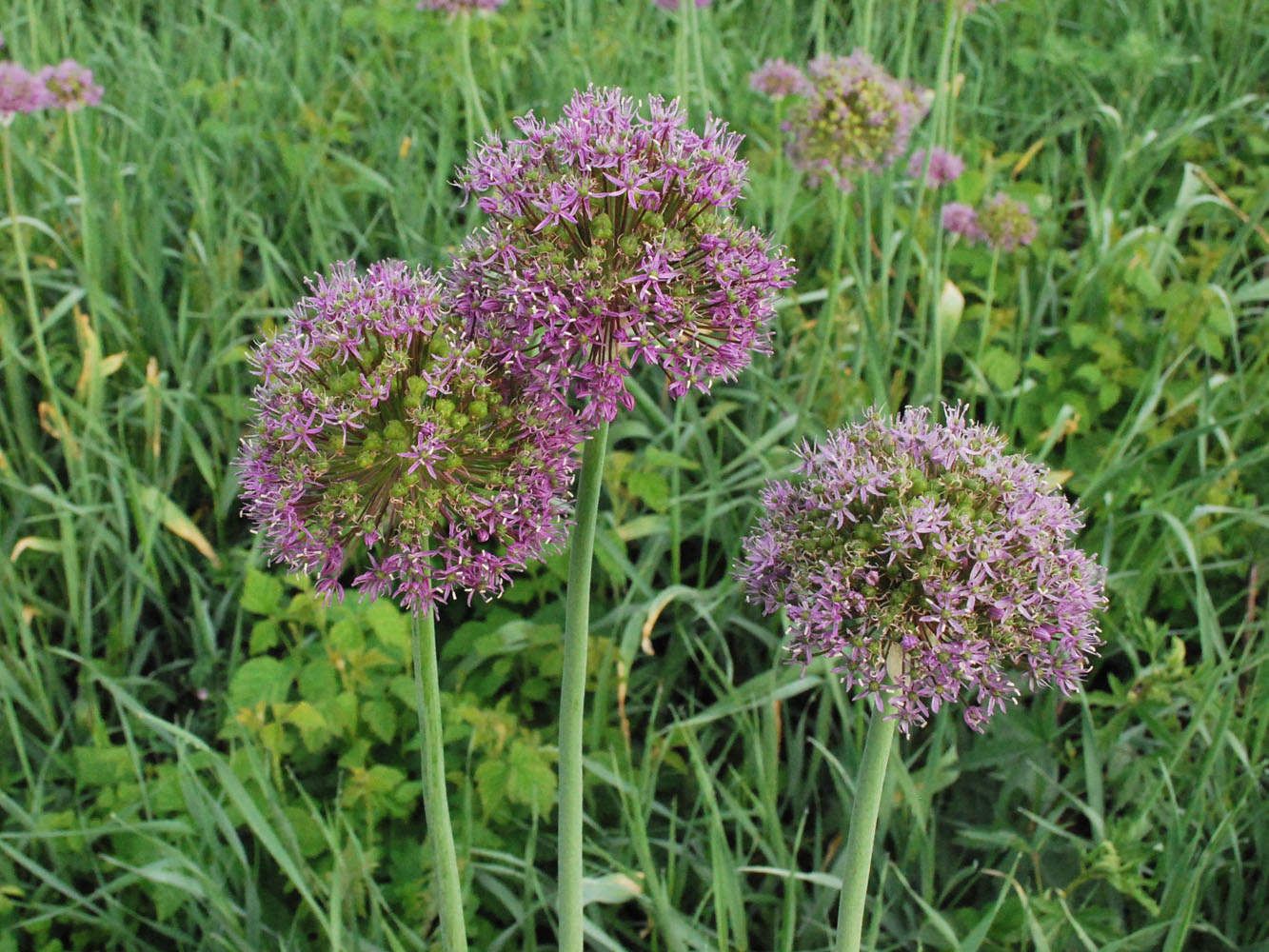Image of Allium suworowii specimen.