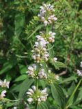 Stachyopsis oblongata