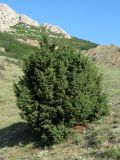 Juniperus deltoides. Дерево на степном склоне. Крым, окр. Феодосии, Лисья бухта. 16 июля 2013 г.