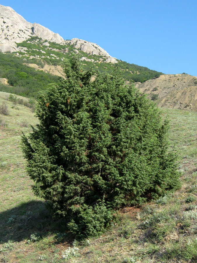 Изображение особи Juniperus deltoides.