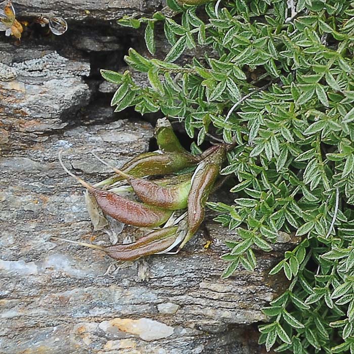 Изображение особи Astragalus levieri.