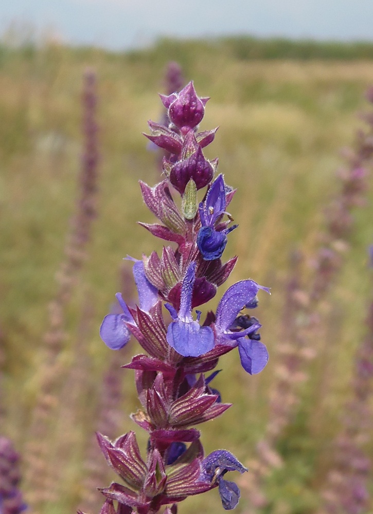 Image of Salvia tesquicola specimen.