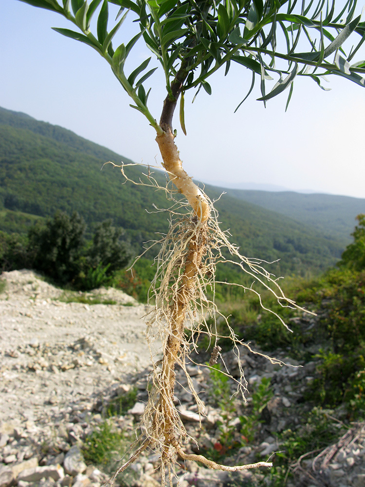 Image of Linaria genistifolia specimen.