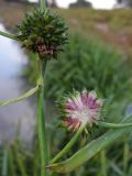 Sparganium erectum. Целое (вверху) и разрезанное (внизу) соплодия. Краснодарский край, окр. г. Крымск, берег р. Адагум. 03.09.2013.