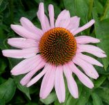 Echinacea purpurea