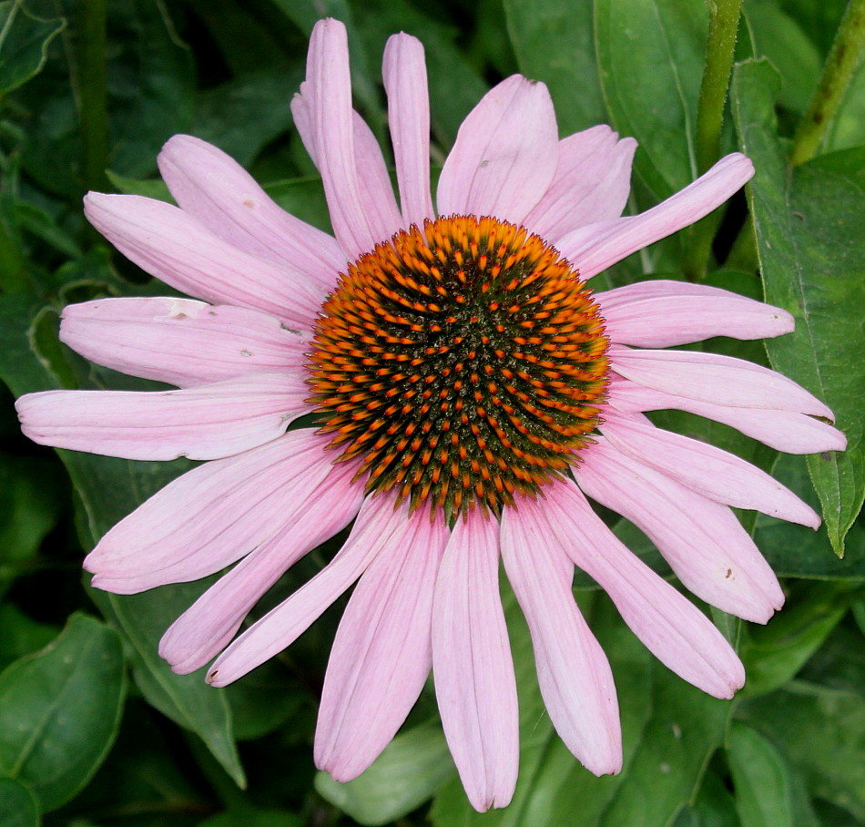 Изображение особи Echinacea purpurea.