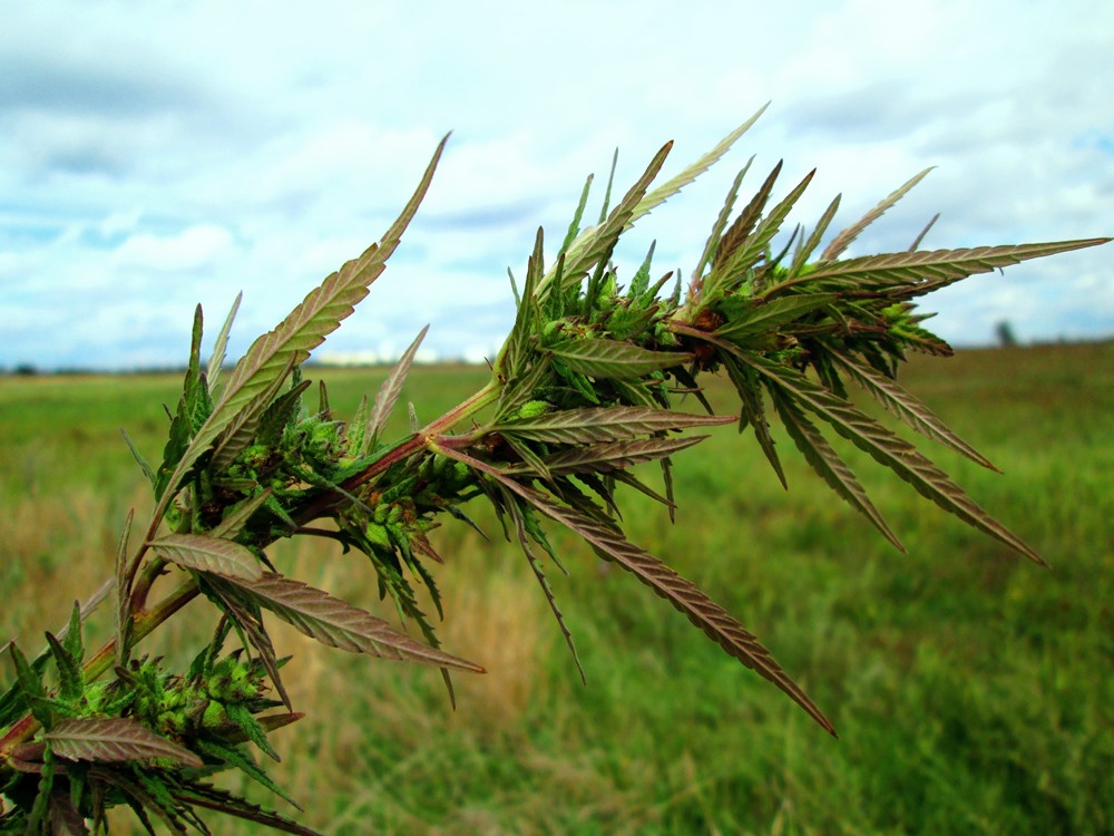 Изображение особи Cannabis sativa var. spontanea.