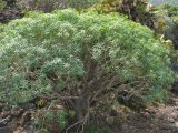 Euphorbia lamarckii