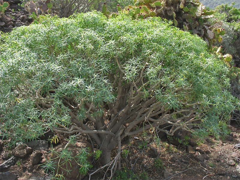 Image of Euphorbia lamarckii specimen.