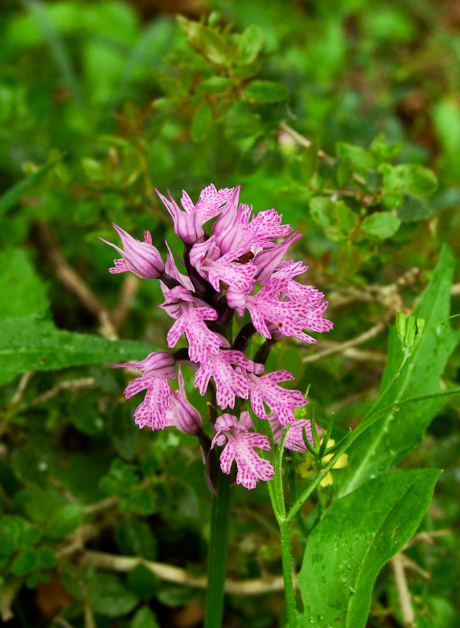 Изображение особи Neotinea tridentata.