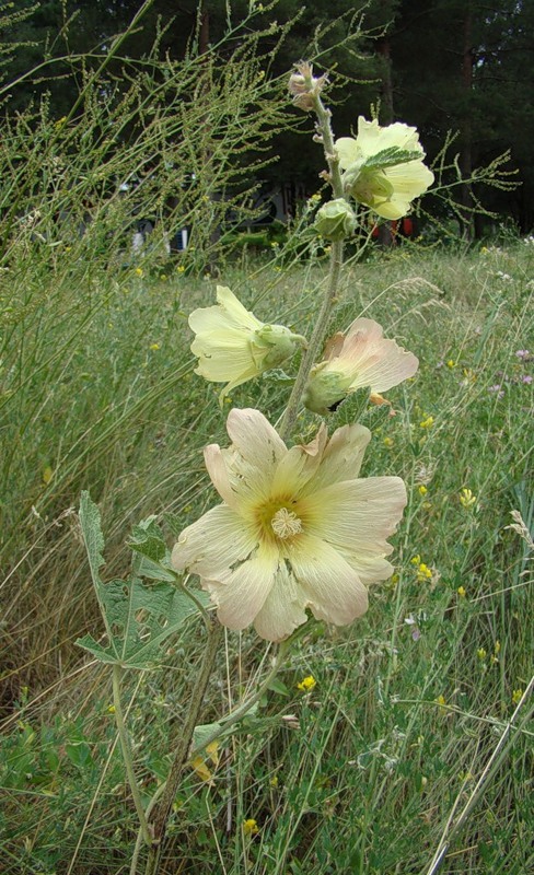 Image of Alcea rugosa specimen.