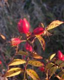 Rosa canina var. hispida