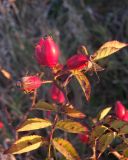 Rosa разновидность hispida