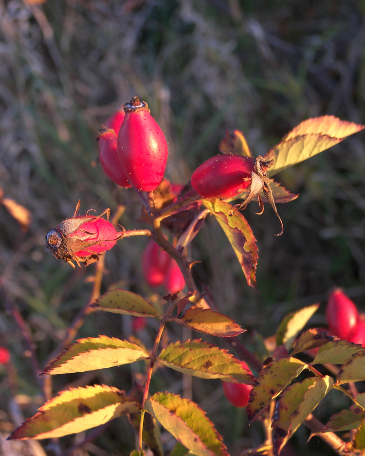 Изображение особи Rosa canina var. hispida.