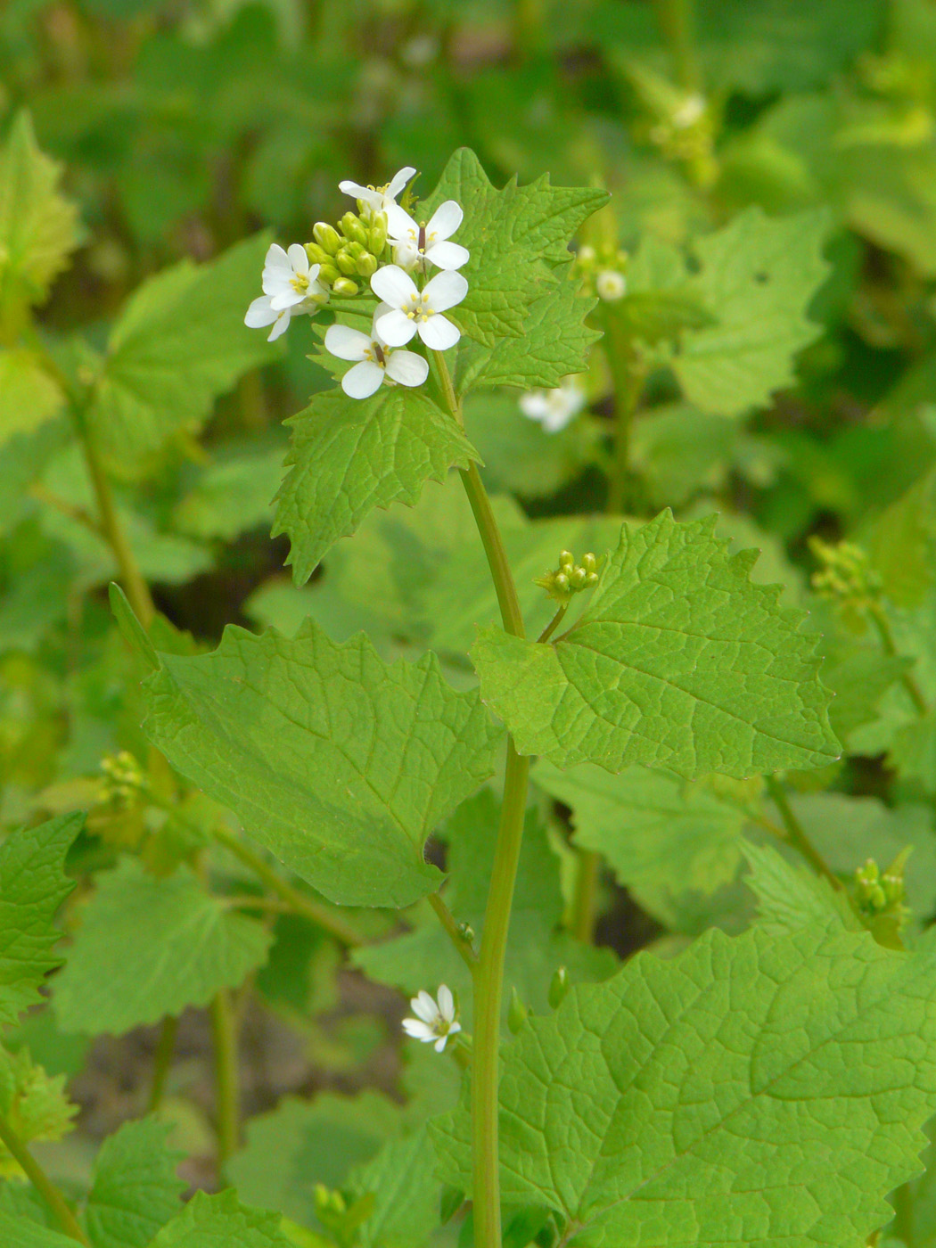 Image of Alliaria petiolata specimen.