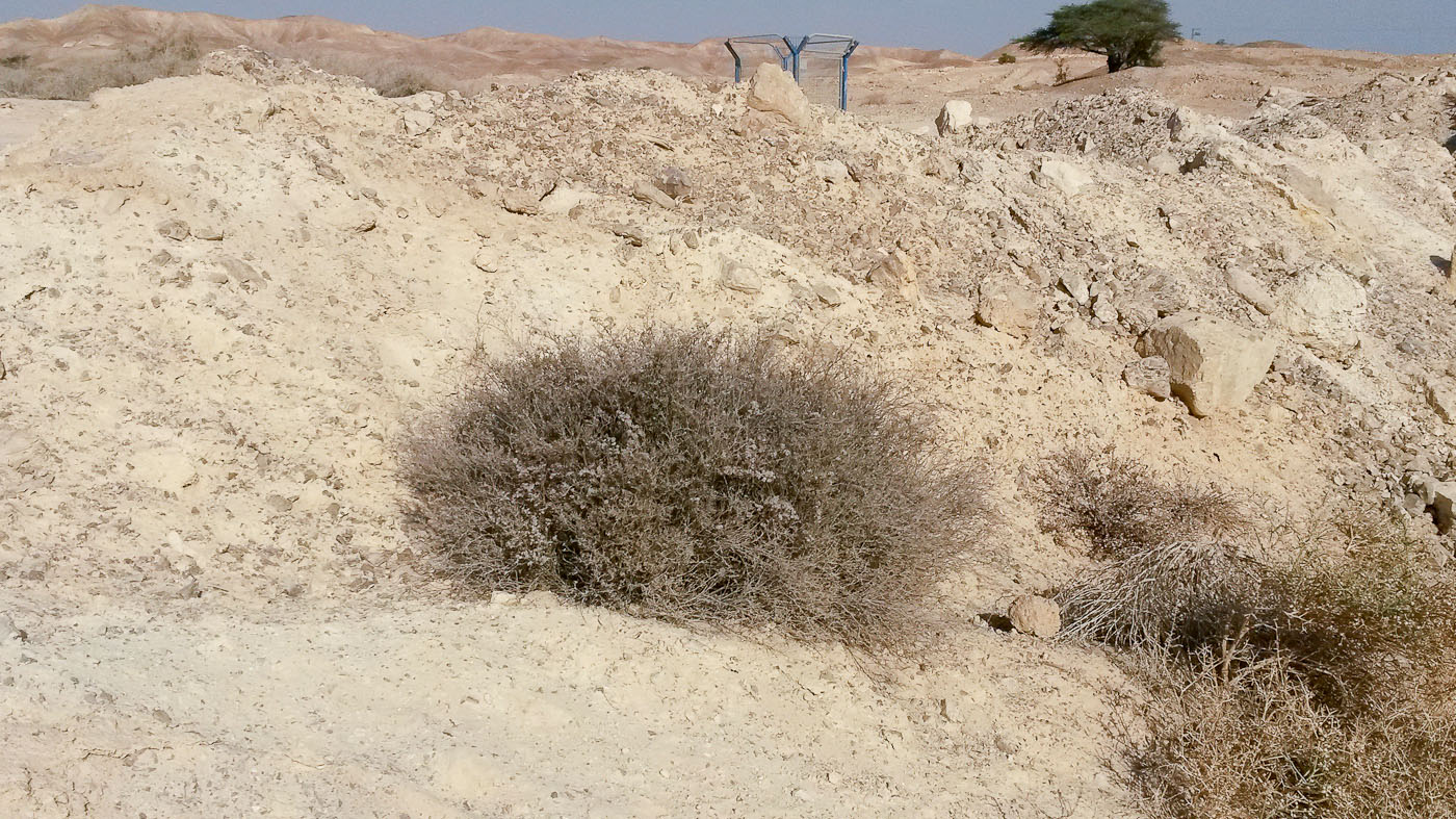 Image of Limonium pruinosum specimen.