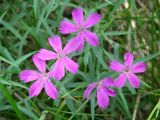 Dianthus versicolor. Цветки. Иркутская обл., окр. пос. Большая Речка, луг. 19.07.2013.