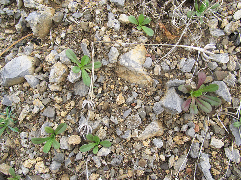 Image of Hedypnois cretica specimen.