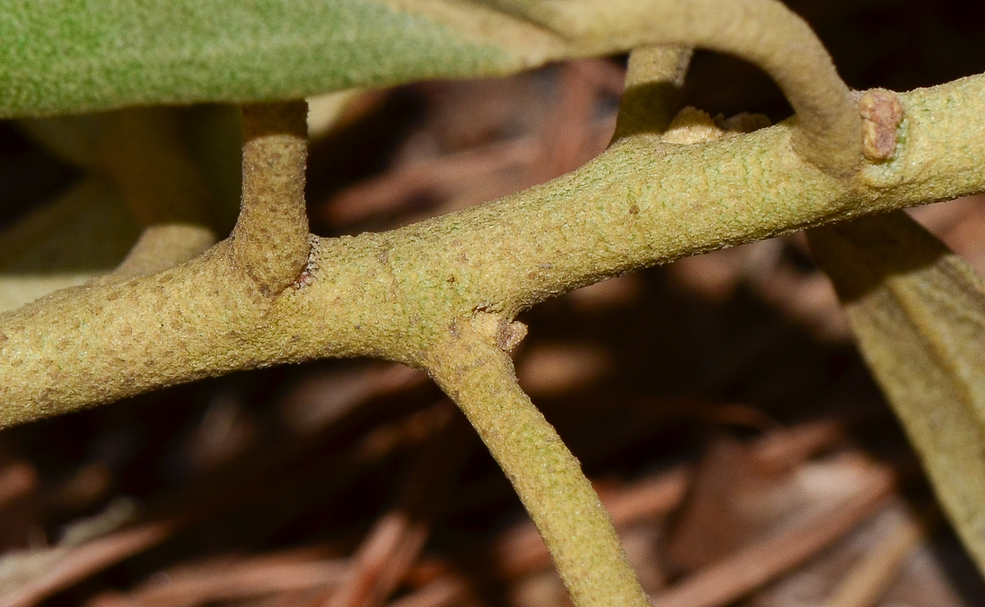 Image of Lagunaria patersonia specimen.
